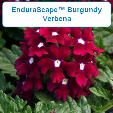 Verbena Endurascape™, Burgandy