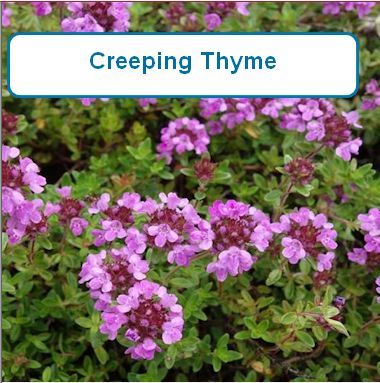 Thyme, Creeping