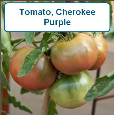 Tomato, Cherokee Purple