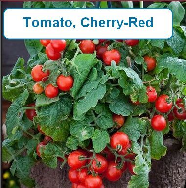 Tomato, Cherry-Red