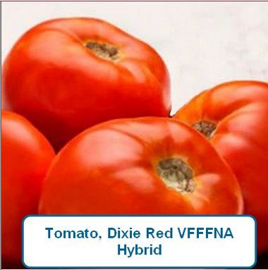 Tomato, Dixie Red VFFFNA Hybrid