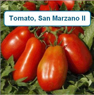 Tomato, San Marzano II