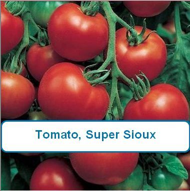 Tomato, Super Sioux