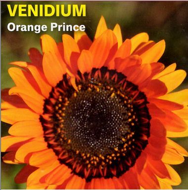 Venidium, Orange Prince