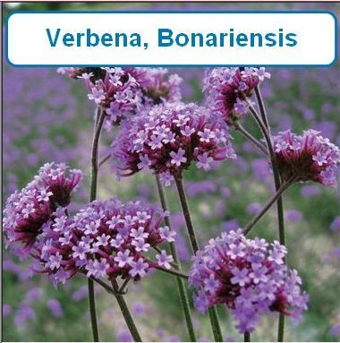 Verbena, Bonariensis