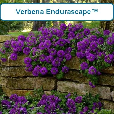 Verbena, Endurascape™ Dark Purple