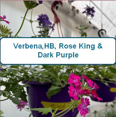 Verbena, Mixed, Hanging Basket