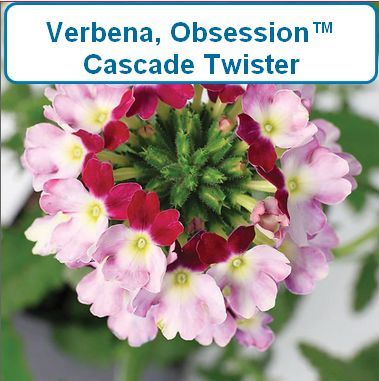 Verbena, Obsession™ Cascade Twister