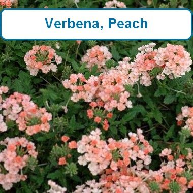 Verbena, Peach