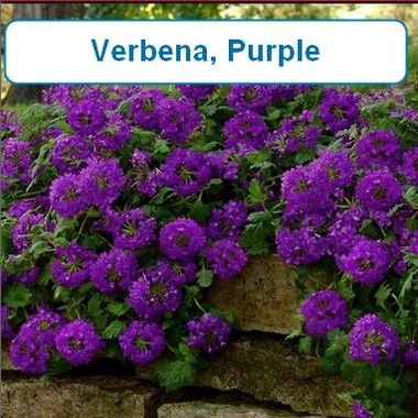 Verbena, Purple