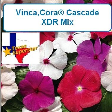 Vinca,Cora® Cascade XDR Mix