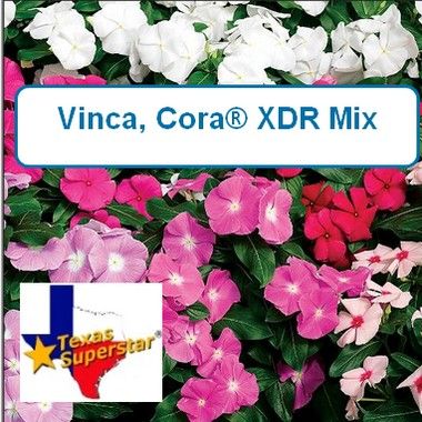 Vinca, Cora® XDR Mix