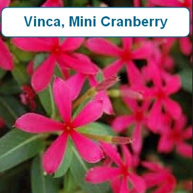 Vinca, Mini Cranberry