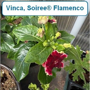 Vinca, Soiree® Flamenco Salsa Red