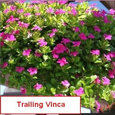 Vinca-Trailing,Mixed