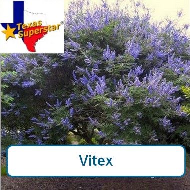 Vitex Tree