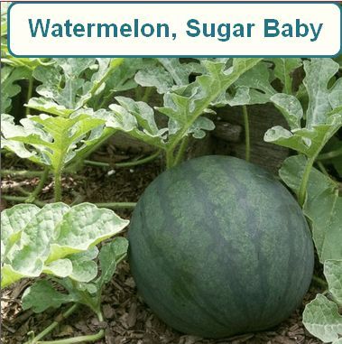 Watermelon, Sugar Baby