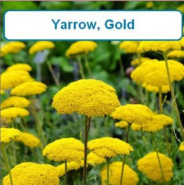Yarrow, Gold