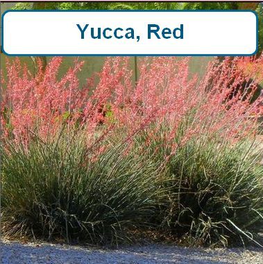 Yucca, Red