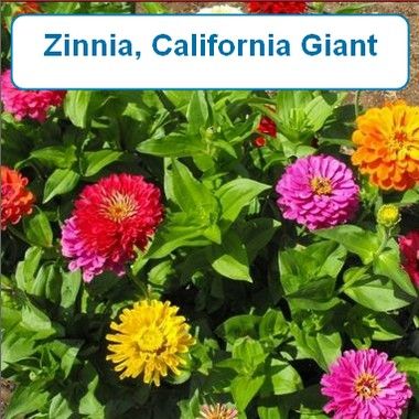 Zinnia, California Giant