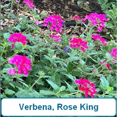 Verbena, Rose King