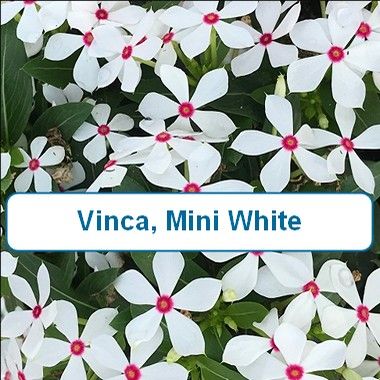Vinca, Mini White