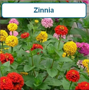 Zinnia