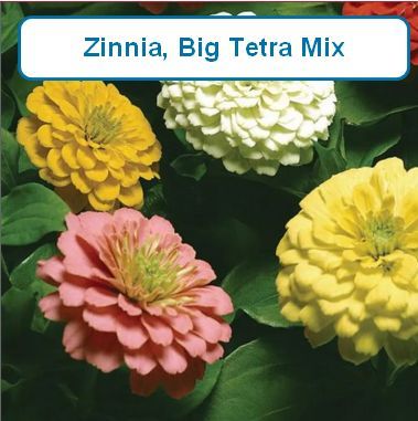 Zinnia, Big Tetra Mix