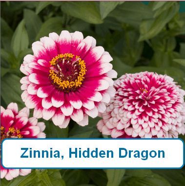 Zinnia, Hidden Dragon