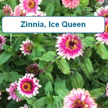 Zinnia, Ice Queen