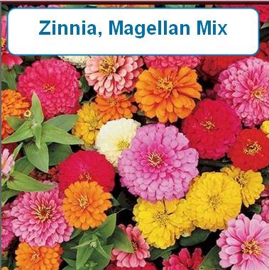 Zinnia, Magellan
