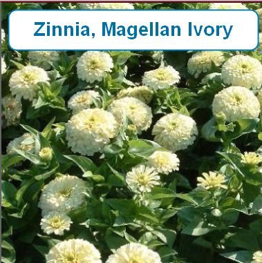 Zinnia, Magellan, Ivory