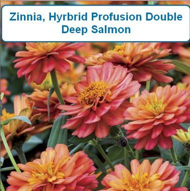 Zinnia, Profusion Double Deep Salmon