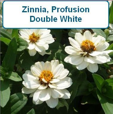 Zinnia, Profusion Double White