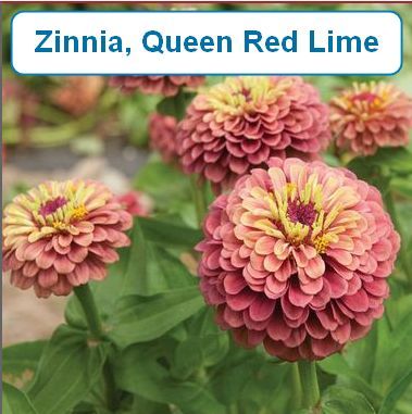 Zinnia, Queen Red Lime