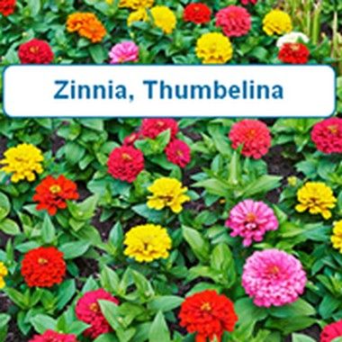 Zinnia, Thumbelina