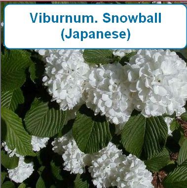 Viburnum. Snowball (Japanese)