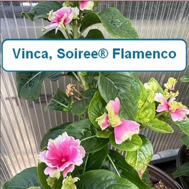 Vinca, Soiree® Flamenco Strawberry Picotee