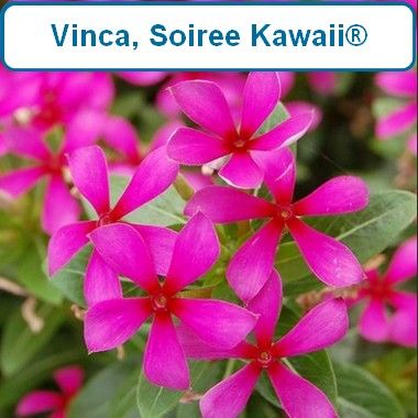 Vinca, Soiree Kawaii®