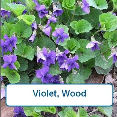 Violet, Wood