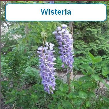 Wisteria