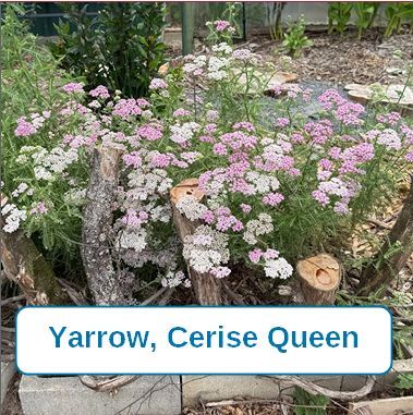 Yarrow, Cerise Queen