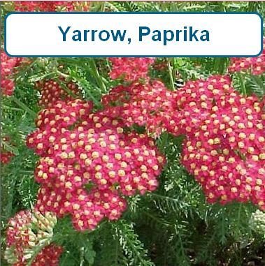 Yarrow, Paprika