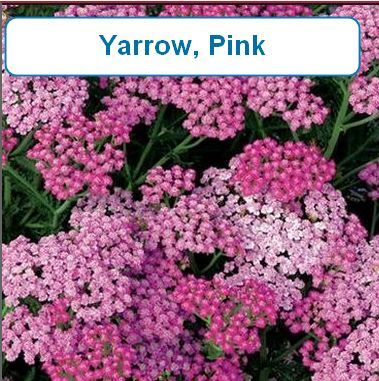 Yarrow, Pink
