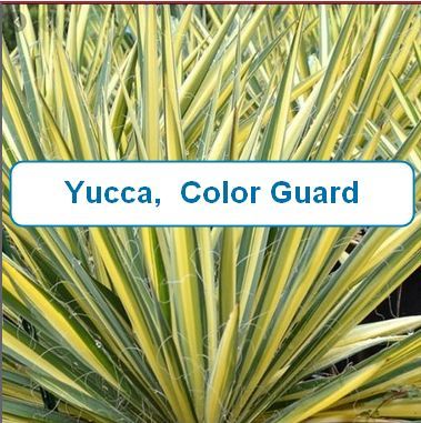 Yucca, ColorGuard