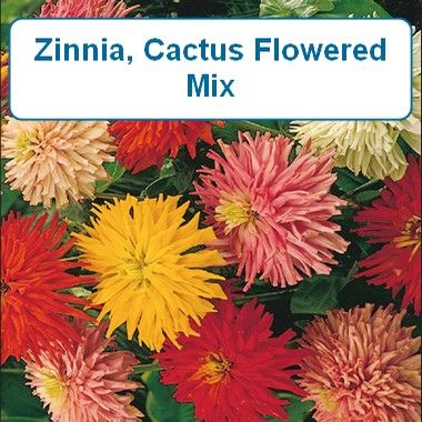 Zinnia, Cactus Flower Mix