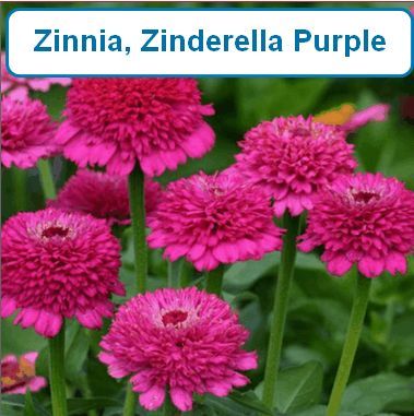 Zinnia Elegans Zinderella Purple