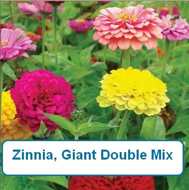 Zinnia, Giant Double Mix