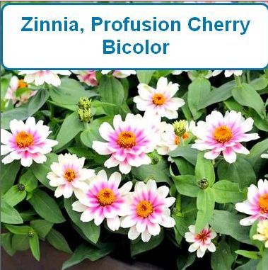 Zinnia, Profusion Cherry Bicolor