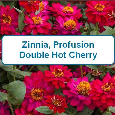 Zinnia, Profusion Double Hot Cherry